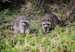 Two raccoons in the grass.